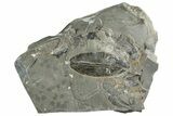 Ordovician Graptolite (Phyllograptus) - Fillmore Formation, Utah #238881-1